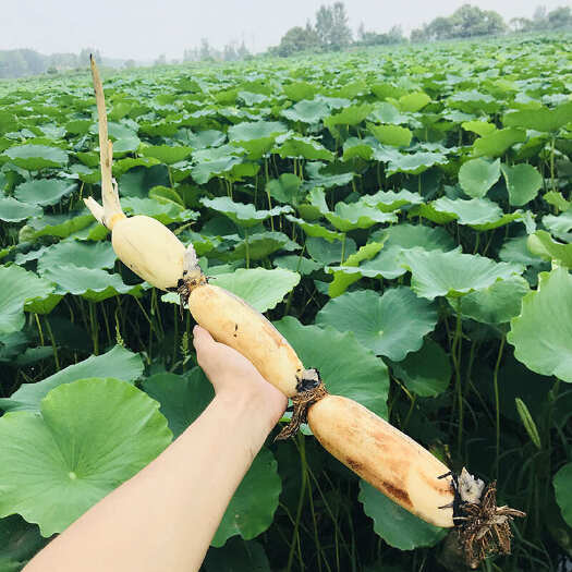 嘉祥县新鲜水生菜莲藕产自山东济宁嘉祥农户直发当日采摘优质蔬菜