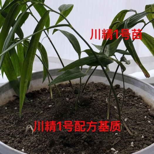 成都川精1号育苗专用基质土，农业高校特殊配方