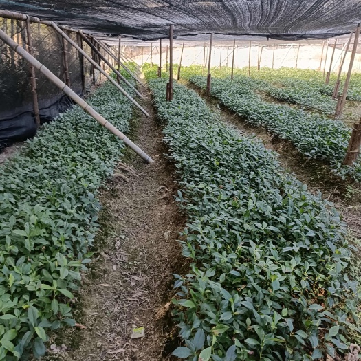 赣州草珊瑚苗