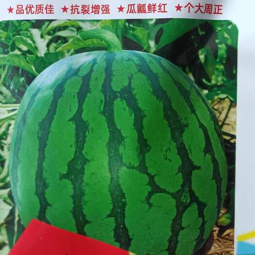 商丘美都西瓜种籽，美紅2号耐裂抗病果型周正400粒/袋