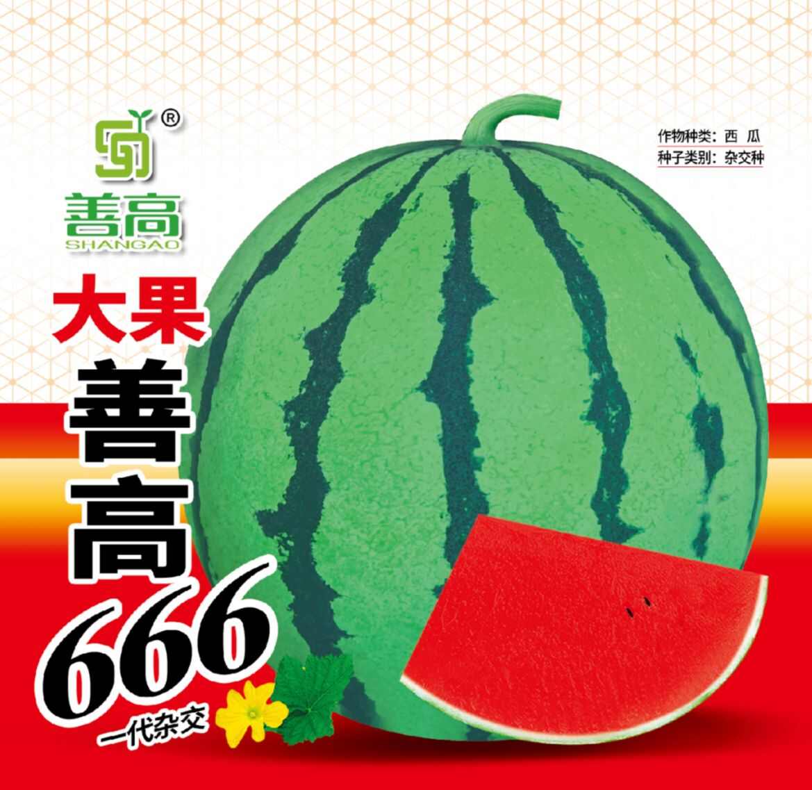 大果善高666一代杂交西瓜种子中早熟圆形瓜大红瓤甜脆抗病肉质
