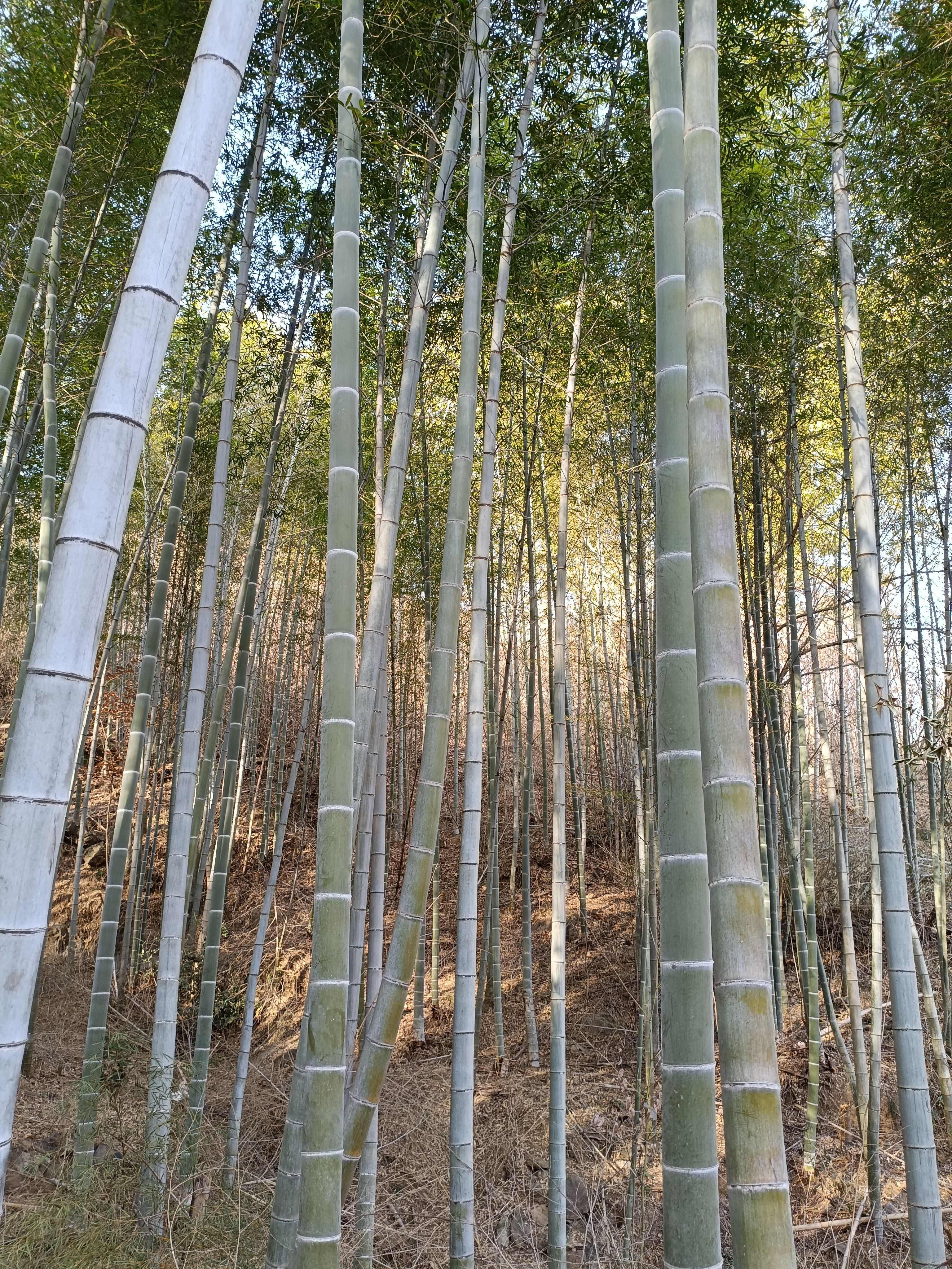 卖竹子100颗起卖有5公分的竹子