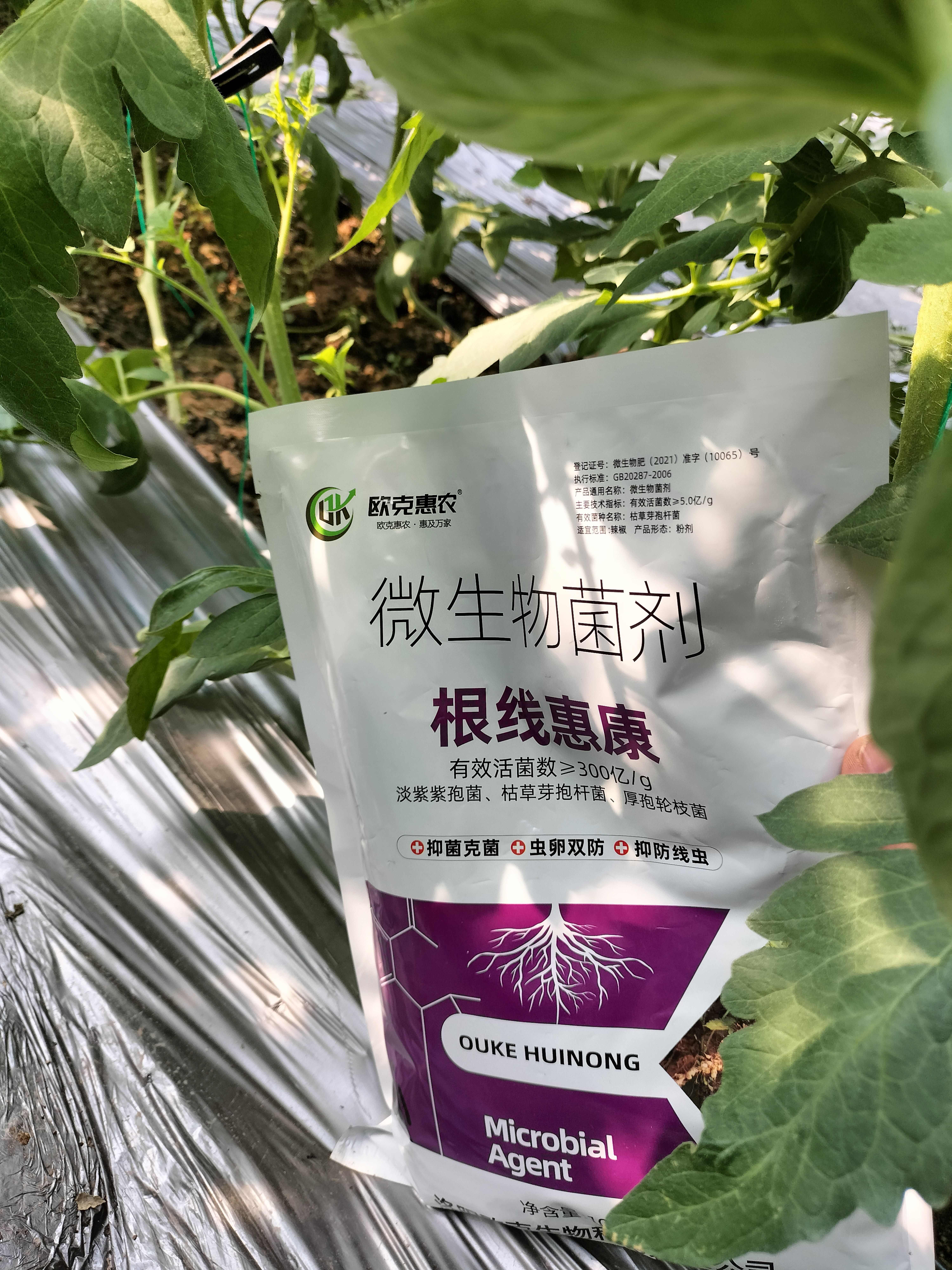 根線惠康線蟲(chóng)病根結(jié)線蟲(chóng)生物制劑西紅柿黃瓜線蟲(chóng)病防治