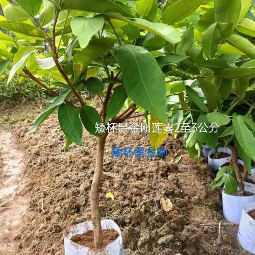 灵山县供应批发各种莲雾果苗，2-5公分都有黑金刚莲雾芭比