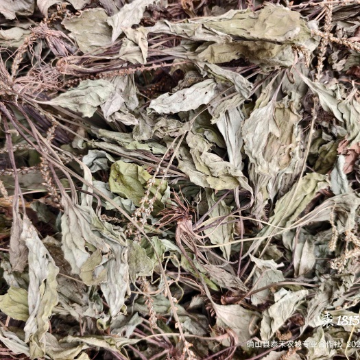 车前草，产地一手货源，价格低于市场价，品质优