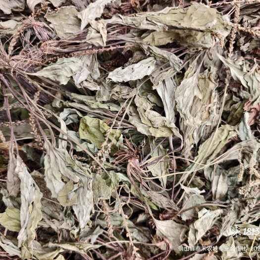确山县车前草，产地一手货源，价格低于市场价，品质优