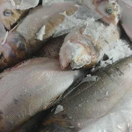 郯城县冻板饲料鱼