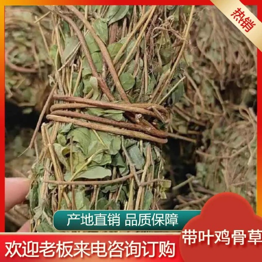 广州鸡骨草 带叶鸡骨草 齐手小捆 鸡骨草扎 中药材 中草药