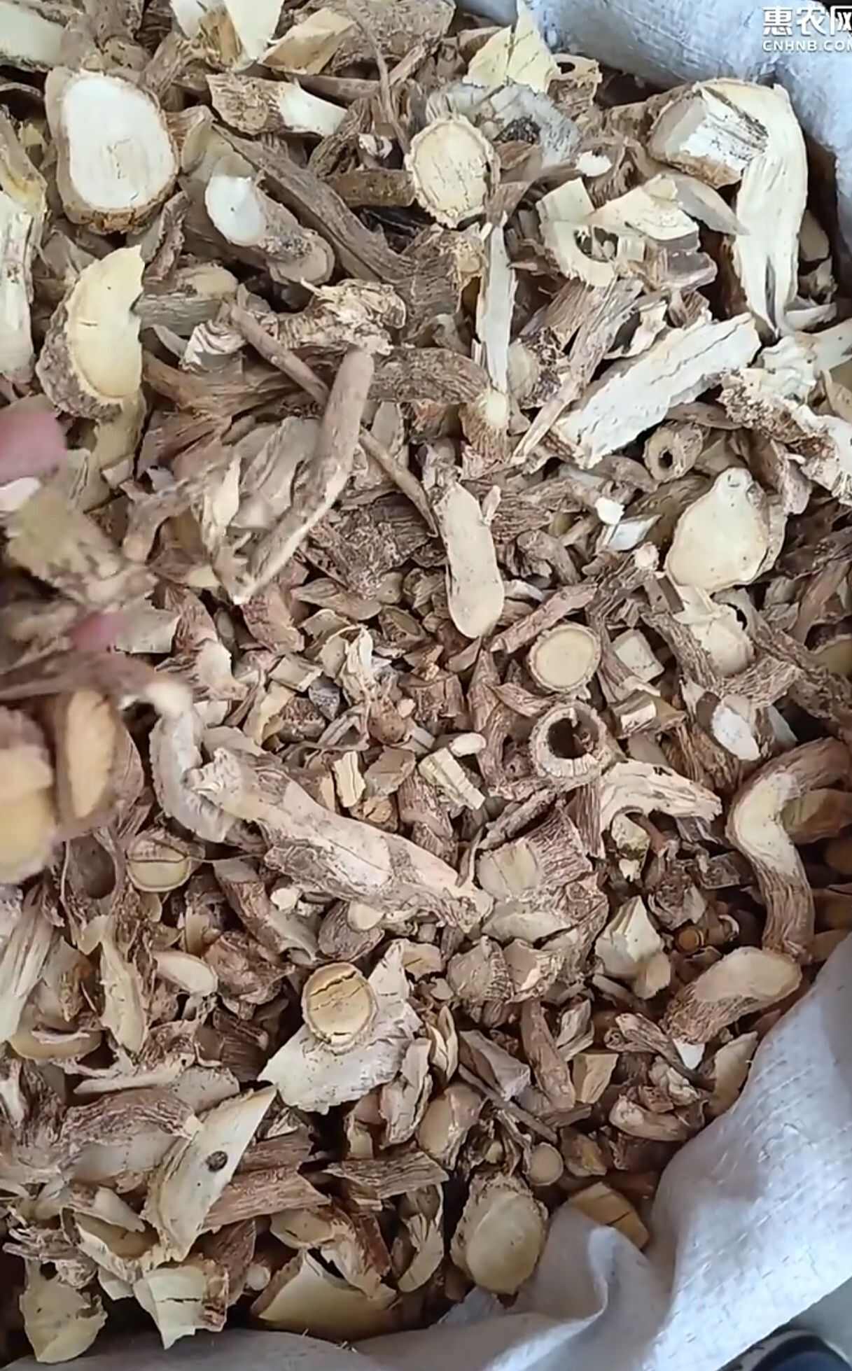 无硫黄花倒水莲.吊吊黄、黄花吊水莲、观音串、黄花大远志