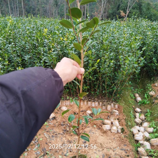 湘林系列油茶树苗嫁接良种.品质保证.价格可谈