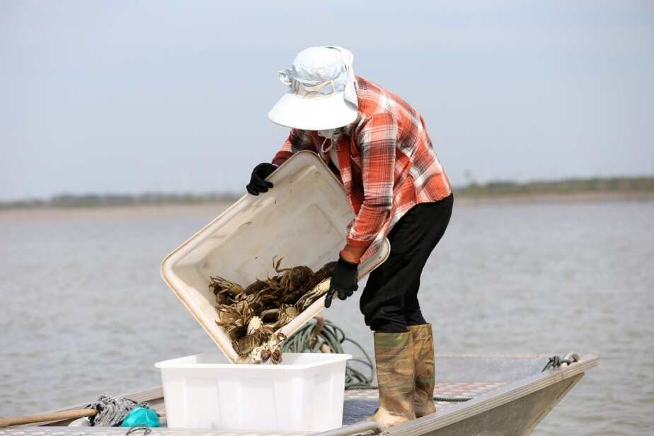 江苏泗洪大闸蟹产地直发品质优良