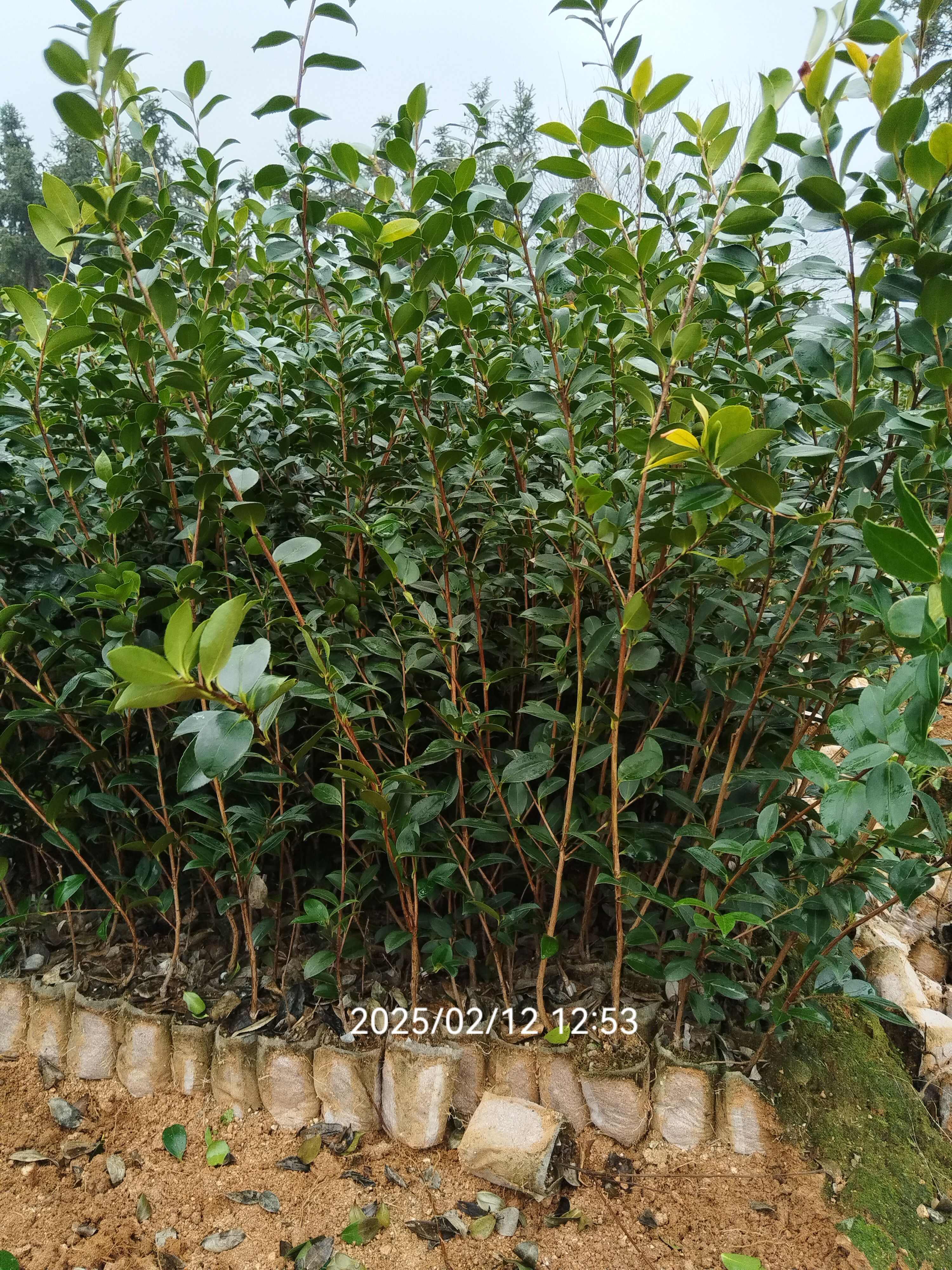 油茶树苗  湘林长林系列嫁接油茶苗坏苗包赔，量大可开三证一签