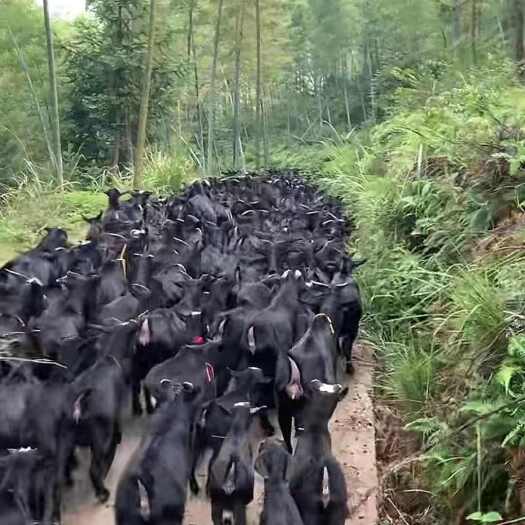 华安县放养吃草黑山羊