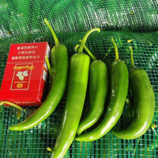 遂溪县各种辣椒