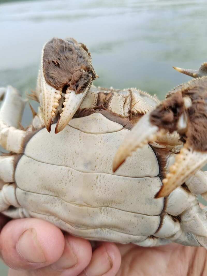 江苏泗洪大闸蟹产地直发品质优良