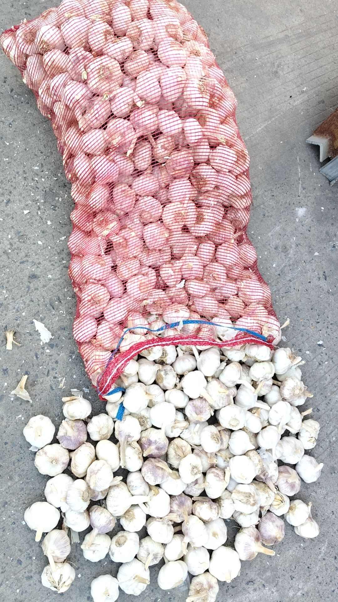 紫皮蒜 杞县产地直发 河南特产 大蒜头个大饱满均匀 香味浓郁