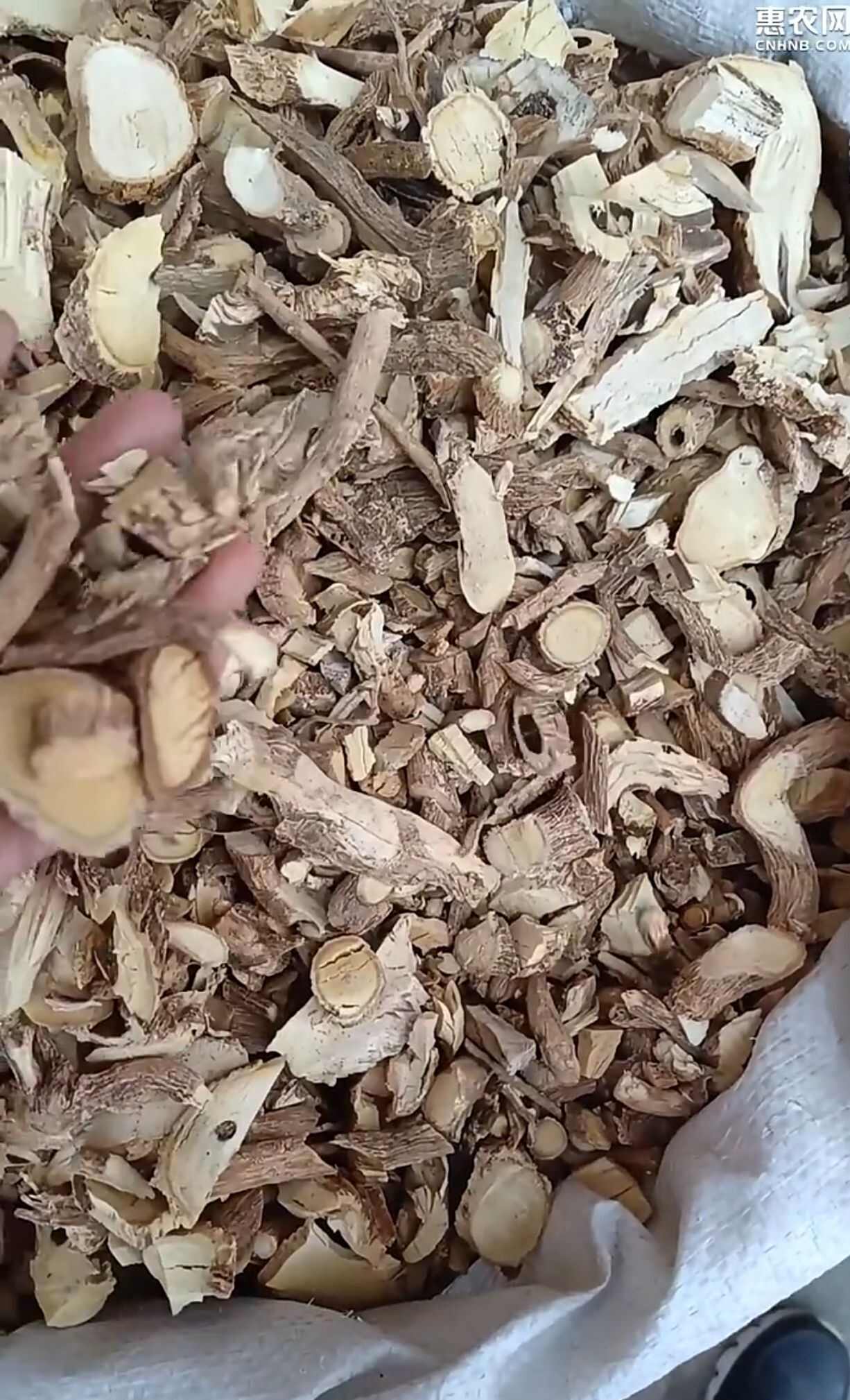 无硫黄花倒水莲.吊吊黄、黄花吊水莲、观音串、黄花大远志