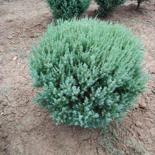 刺柏球80厘米