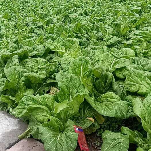简阳市泡青菜