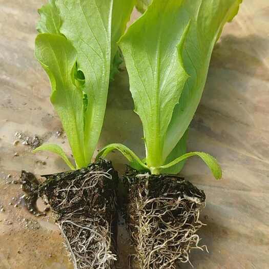 嵩明县生菜苗(意大利生菜，球生菜，散叶生菜
