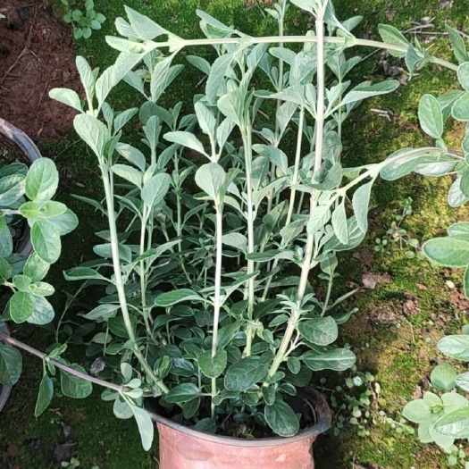 宜良县红色花樱桃鼠尾草，樱桃鼠尾草