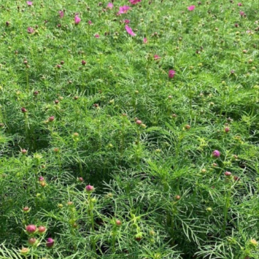 波斯菊