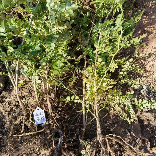 鄱阳县无刺刺梨裸根苗 无刺刺梨种苗