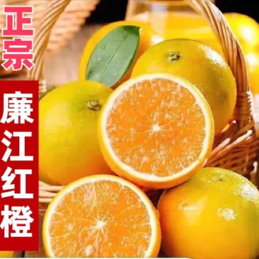 灵山县廉江红橙 红江橙树苗