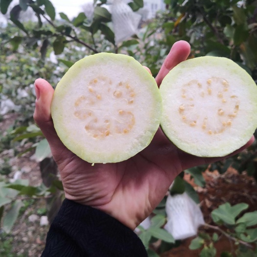 合浦县珍珠番石榴，小果就套袋，没有农药，广西酸野的好食材。