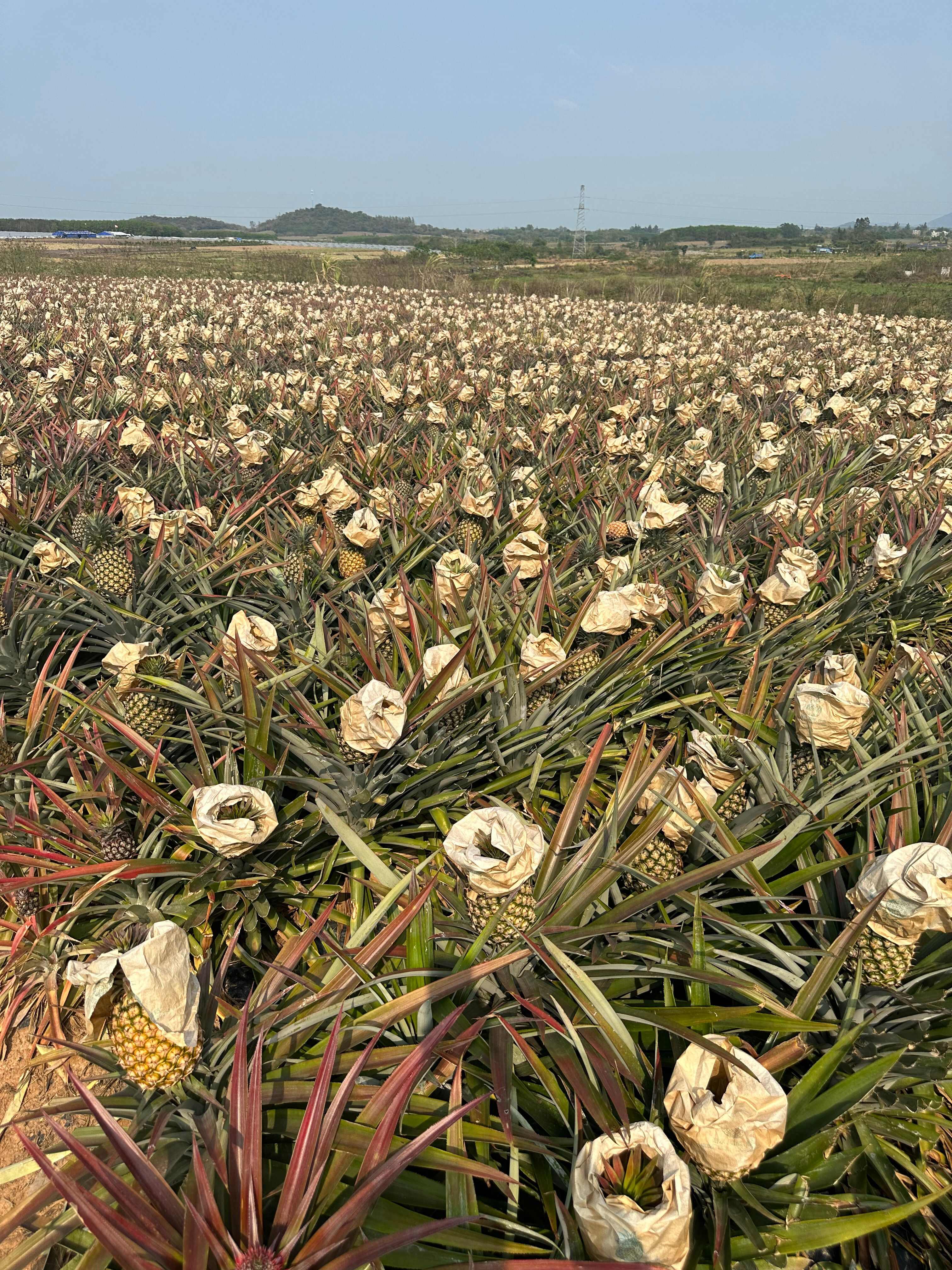 海南金钻凤梨原产地新鲜采摘直发当季甜脆多汁