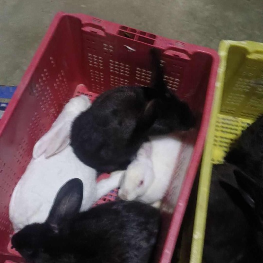 云浮肉兔
