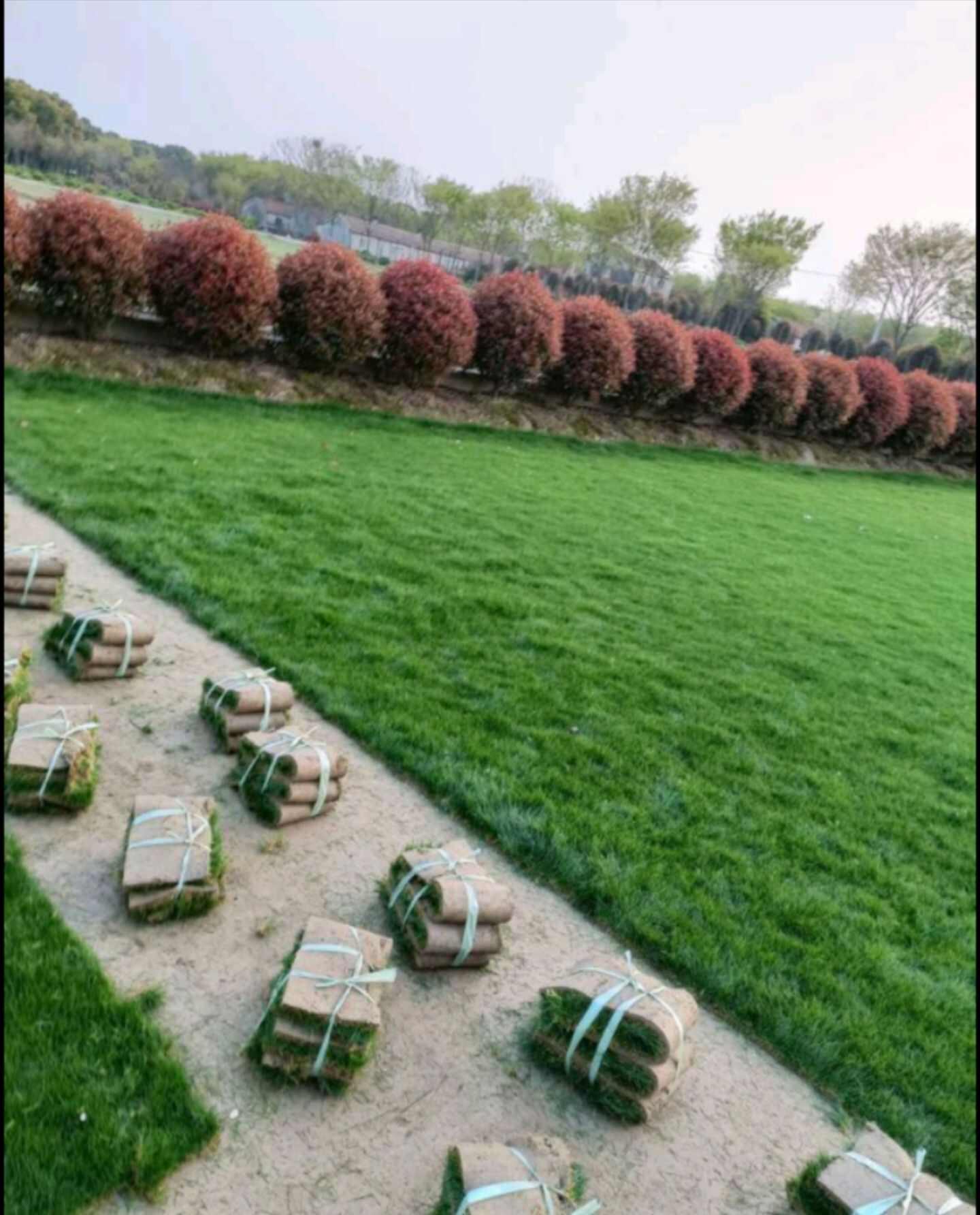 高羊茅