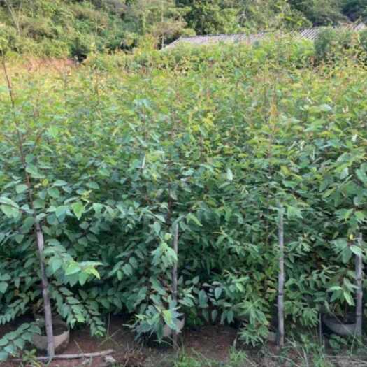 朔州桉树