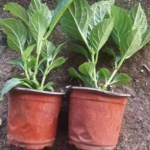 朔州八仙花