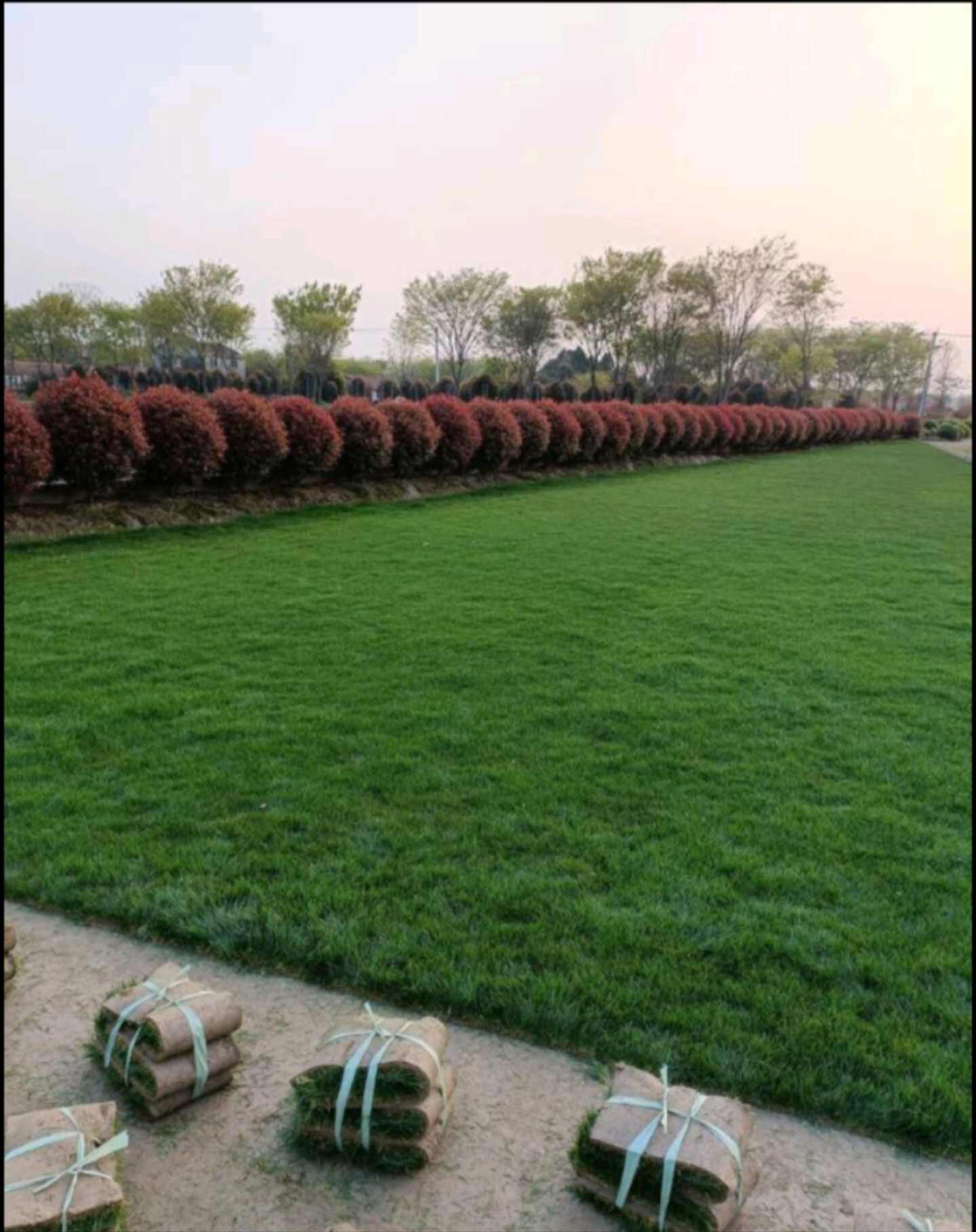 高羊茅