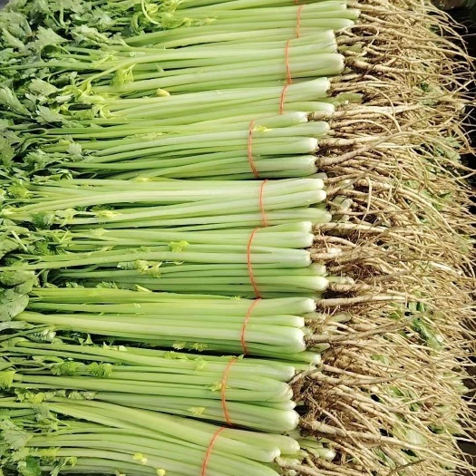 上海精品香芹保质保量量大从优