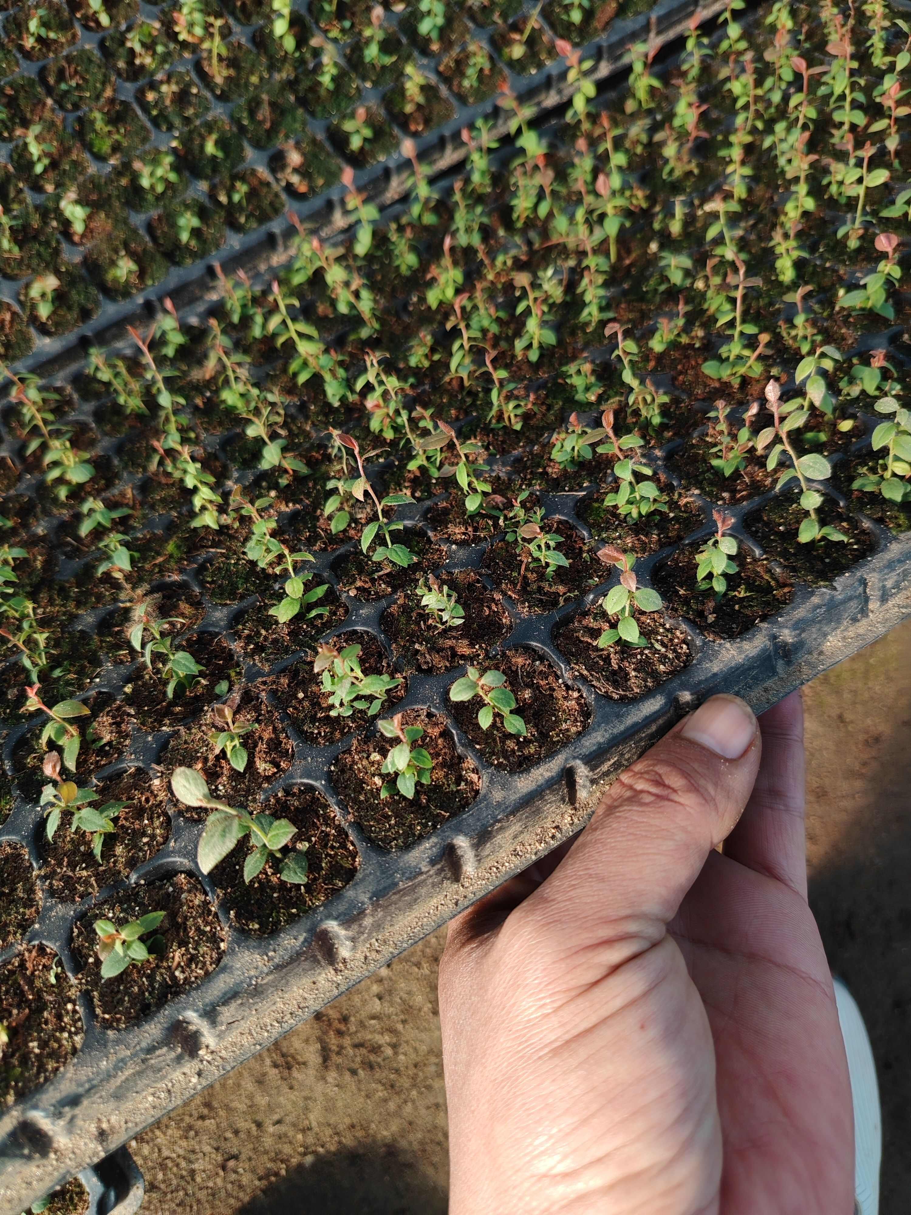 蓝莓苗 穴盘苗，脱毒组培苗 品种保证 基地直发