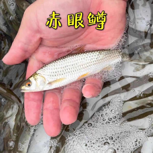广州赤眼鳟鱼苗