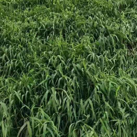 南宁糖蜜草绿化固土