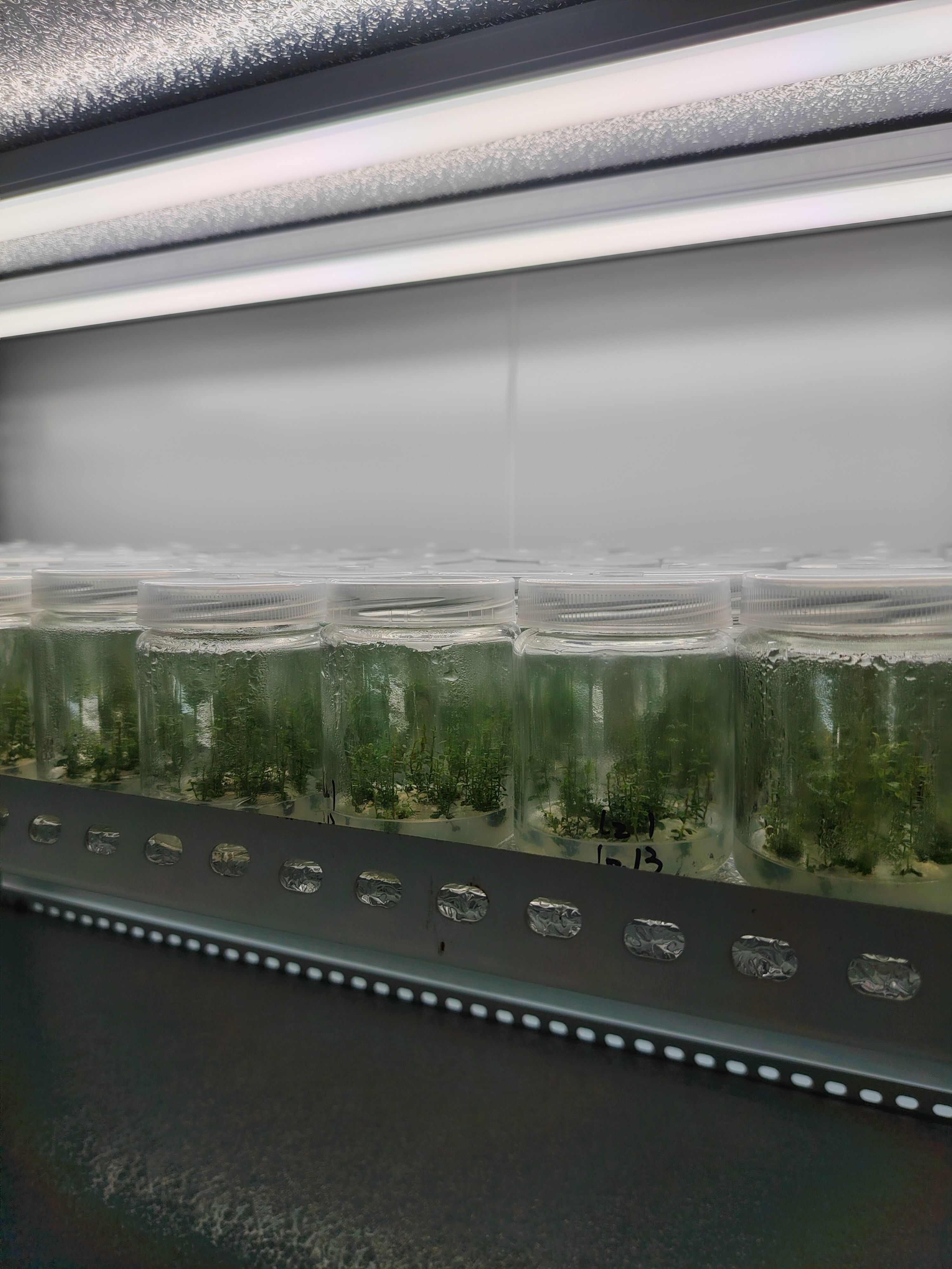 蓝莓苗 穴盘苗，脱毒组培苗 品种保证 基地直发