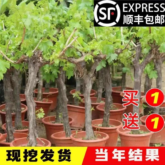 临沭县巨峰葡萄树苗阳光玫瑰盆栽南方北方耐寒葡萄苗果树苗庭院种植爬藤