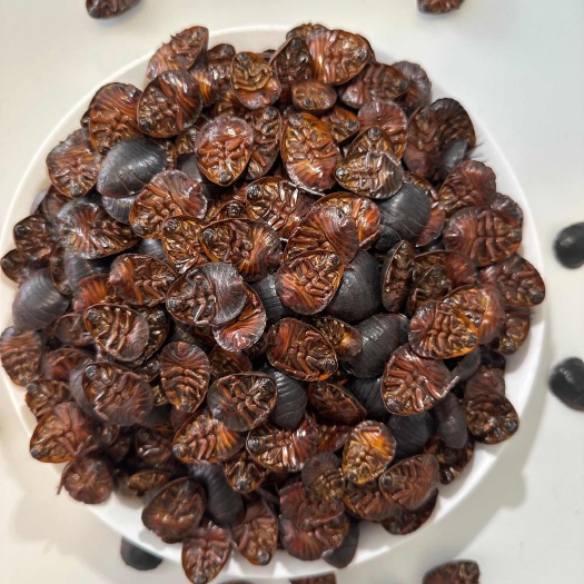 纳雍县优质中华土元干品直销·手捡大个·药效好·地鳖虫