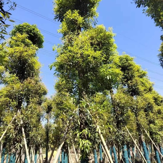 普宁市金丝楠木