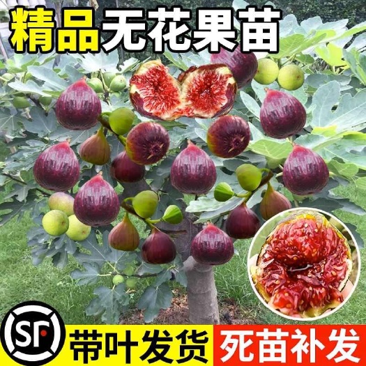 临朐县无花果树果苗波姬红特大果带果矮化盆栽四季南方北方当年结果带土