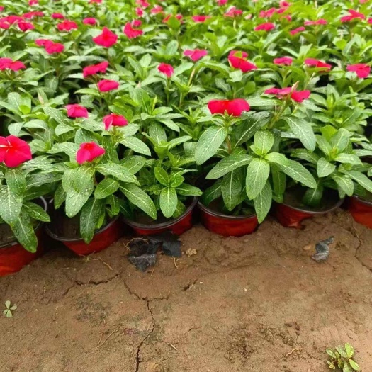 长春花