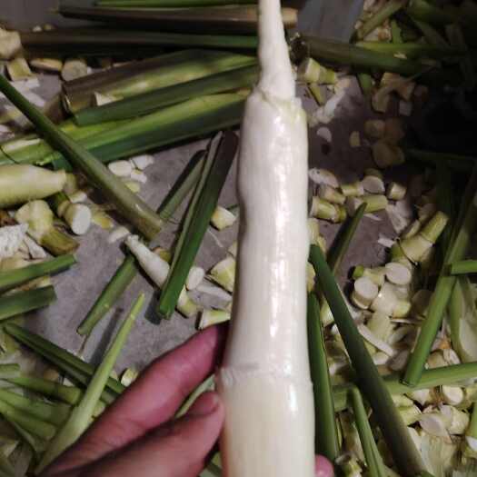 潢川县优质双季茭白茭瓜高笋