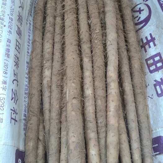 保定常年代发保定蠡县铁棍山药，双棒，棒药，紫药，各种规格！