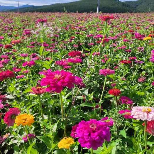 花海百日草