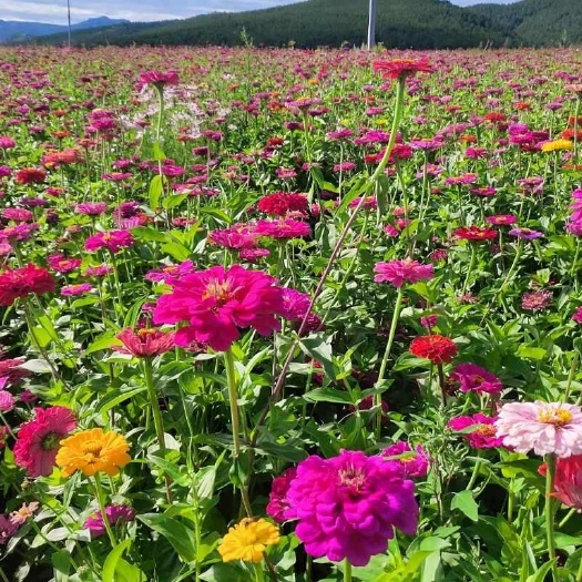 南宁花海百日草