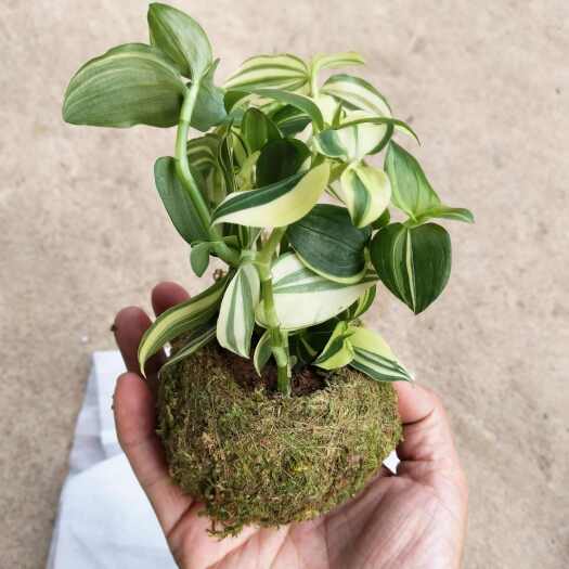 漳州苔藓球盆栽阳台绿植客厅庭院高档盆景禅意白玉吊竹梅吊兰